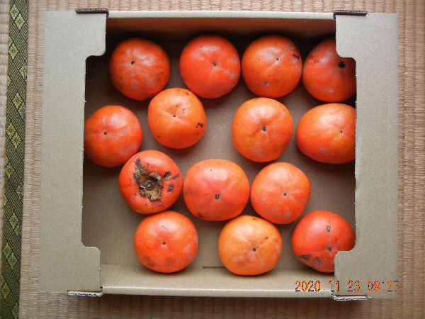 2020fall persimmons given.jpg